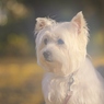 黄昏犬