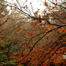 雨に濡れた紅葉