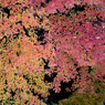 紅の龍