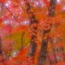 紅葉足早し