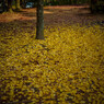 Carpet of the ginkgo