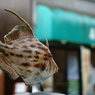 おさかなロード　カワハギ