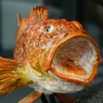 おさかなロード　オニカサゴ