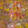 残り紅葉