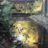 秋の井の頭公園４