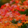 紅葉の主張