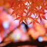 東京紅葉日和