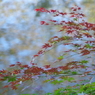 石神井公園　秋