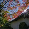 紅葉哀惜　３
