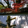 紅葉哀惜　1