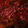 朱