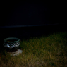 camucamu_20141130_159