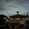 camucamu_20141130_162