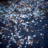 camucamu_20141202_165