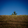 camucamu_20141202_168