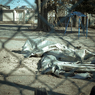 camucamu_20141203_169