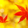 平林寺紅葉２