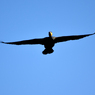 カワウの滑空