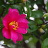 雪の中-山茶花1