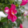 雪の中-山茶花3