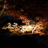 長谷寺の紅葉ライトアップ