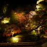 長谷寺の紅葉ライトアップ
