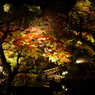 長谷寺の紅葉ライトアップ