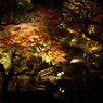 長谷寺の紅葉ライトアップ