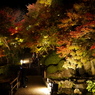 長谷寺の紅葉ライトアップ