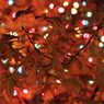 紅葉イルミネーション