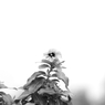 モノクローム花