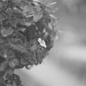 川辺の花