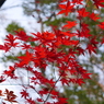 １２月の紅葉