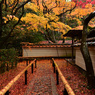 高桐院 落ち葉参道