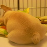 おしりワンコ
