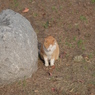 帰って来た通りすがりの猫(あ～っ寒っ!)