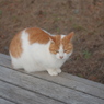 帰って来た通りすがりの猫2(寒いんじゃコラ)