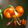 小田代が原でユリの花
