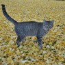 落ち葉と猫