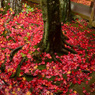 高桐院の散紅葉