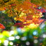 煌めく紅葉