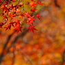 Borderless Autumn