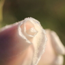 霜化粧 - 霜薔薇 14