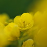 菜の花