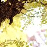 autumn colors