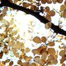 autumn colors