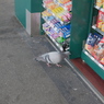 通りすがりの鳩