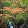 紅葉橋なう