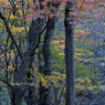 紅葉林ナウ