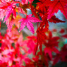 紅葉模様